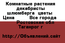 Комнатные растения, декабристы (шлюмберга) цветы › Цена ­ 300 - Все города  »    . Ростовская обл.,Таганрог г.